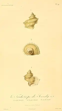 Trichotropis bicarinata