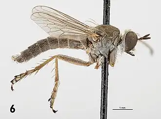 Trichoura torynopoda