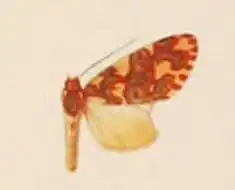 Hyponerita persimilis