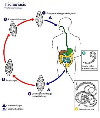 Levenscyclus van Trichuris trichiura. (bron: CDC)