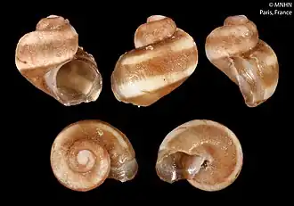 Tricolia algoidea