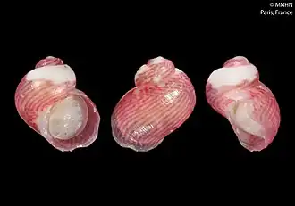 Tricolia entomocheila