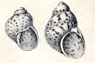 Tricolia petiti