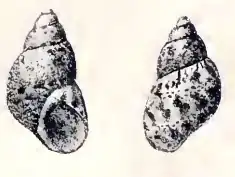 Tricolia tenuis