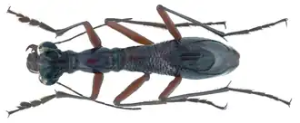 Tricondyla stricticeps