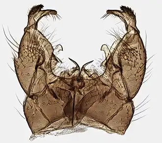 Tricyphona (Tricyphona) schummeli