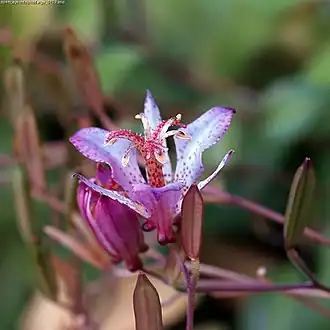 Tricyrtidaceae