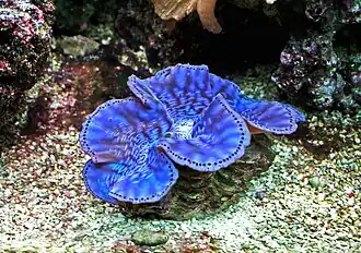 Tridacna maxima