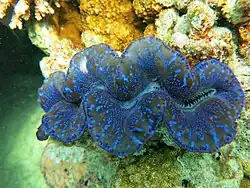 Tridacna maxima