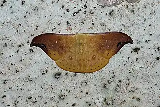 Tridrepana albonotata