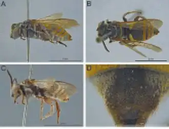 Triepeolus alvarengai