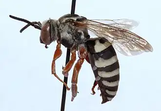 Triepeolus balteatus