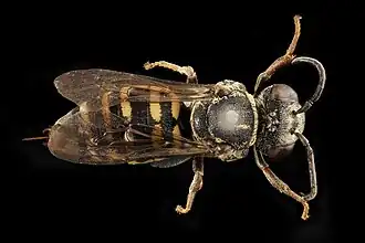 Triepeolus cressonii