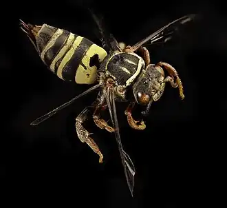 Triepeolus distinctus