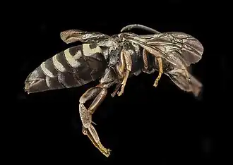 Triepeolus helianthi