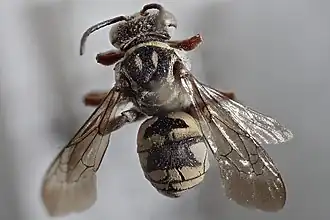 Triepeolus kathrynae