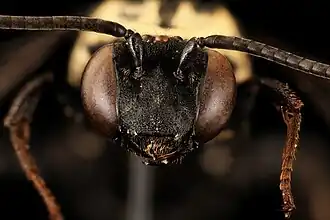 Triepeolus remigatus