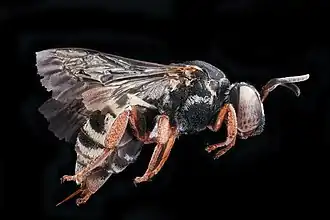 Triepeolus rhododontus