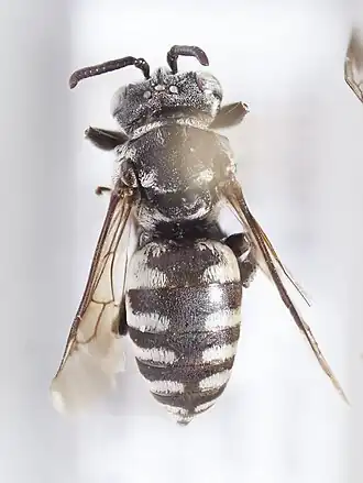 Triepeolus tristis