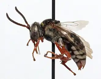 Triepeolus verbesinae