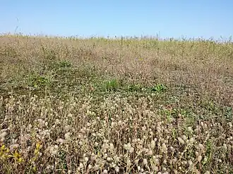 Een begroeiing uit de struisgras-orde met hazenpootje