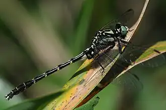 Trigomphus interruptus