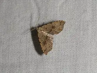 Trigonistis asthenopa