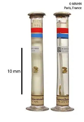 Trigonocidaris versicolor