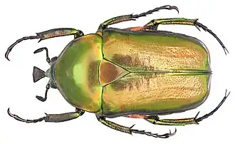Trigonophorus dilutus