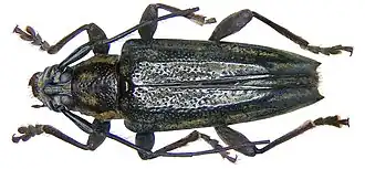 Trigonoptera amboinica