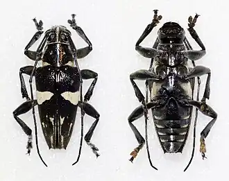 Trigonoptera spilonota