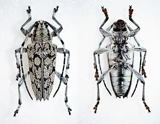 Trigonoptera tessellata