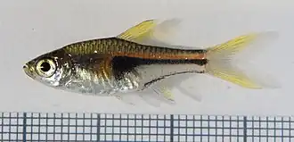 Trigonostigma hengeli