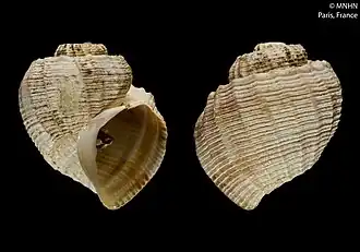 Trigonostoma tryblium