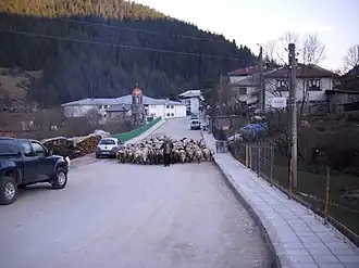 Een herder met zijn kudde schapen in Trigrad