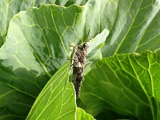 Trilophidia conturbata