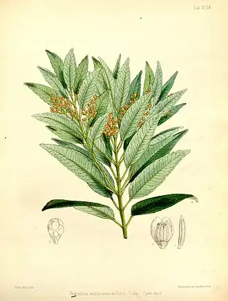 Trimenia weinmanniaefolia (Trimeniaceae)