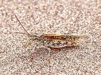 Trimerotropis agrestis