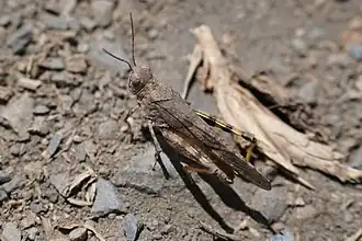 Trimerotropis andeana