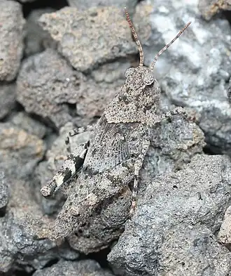 Trimerotropis cyaneipennis