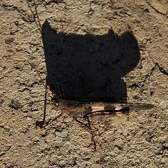 Trimerotropis fontana