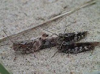 Trimerotropis huroniana