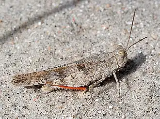 Trimerotropis maritima