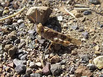 Trimerotropis ochraceipennis