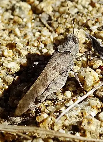 Trimerotropis thalassica