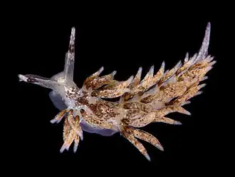 Gestippelde knotsslak