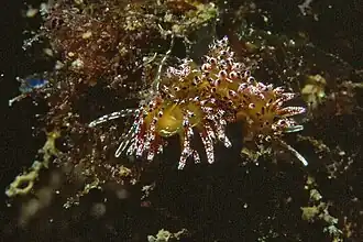 Cuthona ocellata