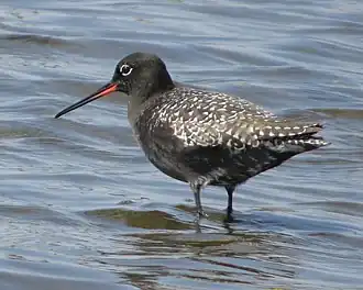 Zwarte ruiter (vogel)