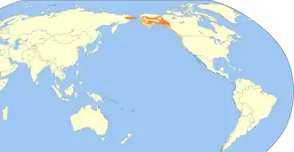 Amerikaanse grijze ruiter