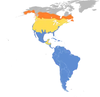 Grote geelpootruiter